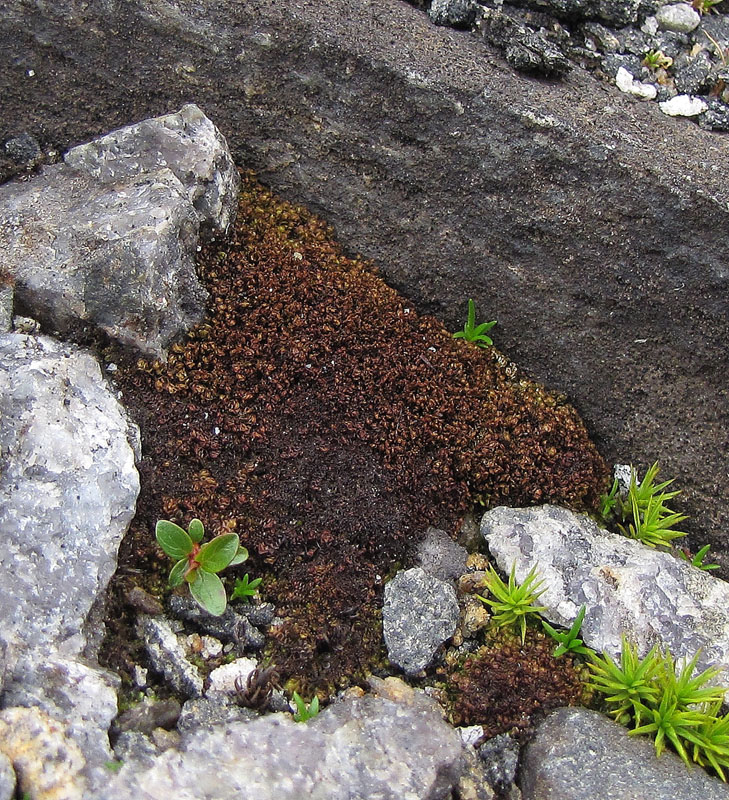 Scapania obcordata
